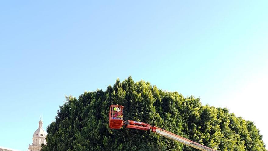 Operarios trabajando en uno de los ficus de la Glorieta