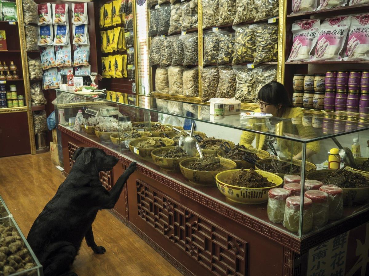 Tienda de hojas y brotes de té