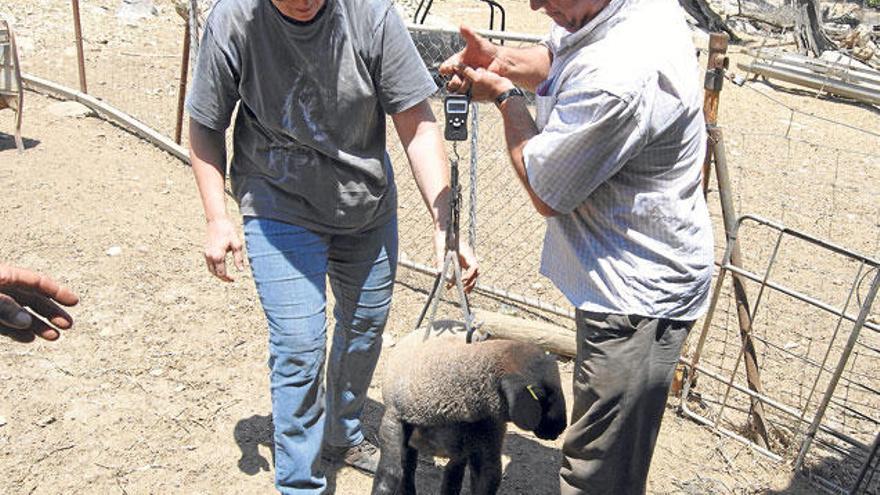 Payeses de Pollença pesan un cordero antes de ser expedido al matadero.