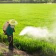 El DDT sigue envenando el medio, décadas después de ser prohibido