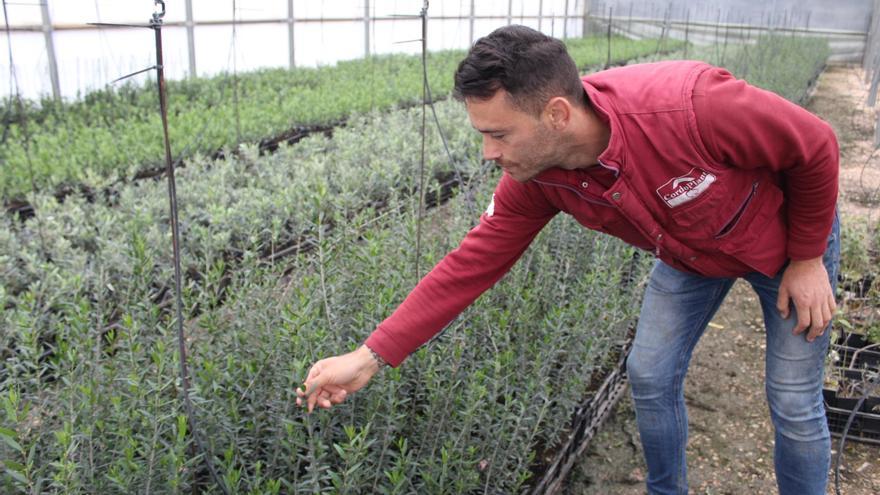 Desarrollan 4.500 genotipos de olivar para lograr una variedad