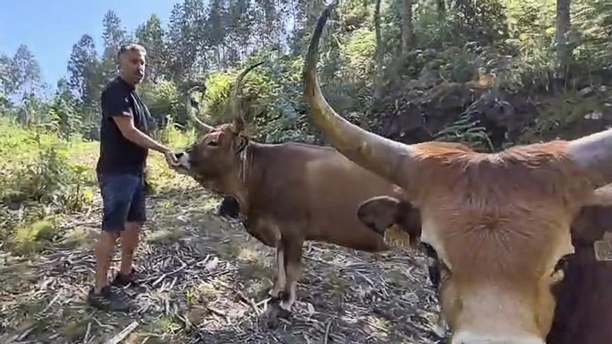 Vacas cachenas, GPS y comunidad para recuperar el monte de Lourizán