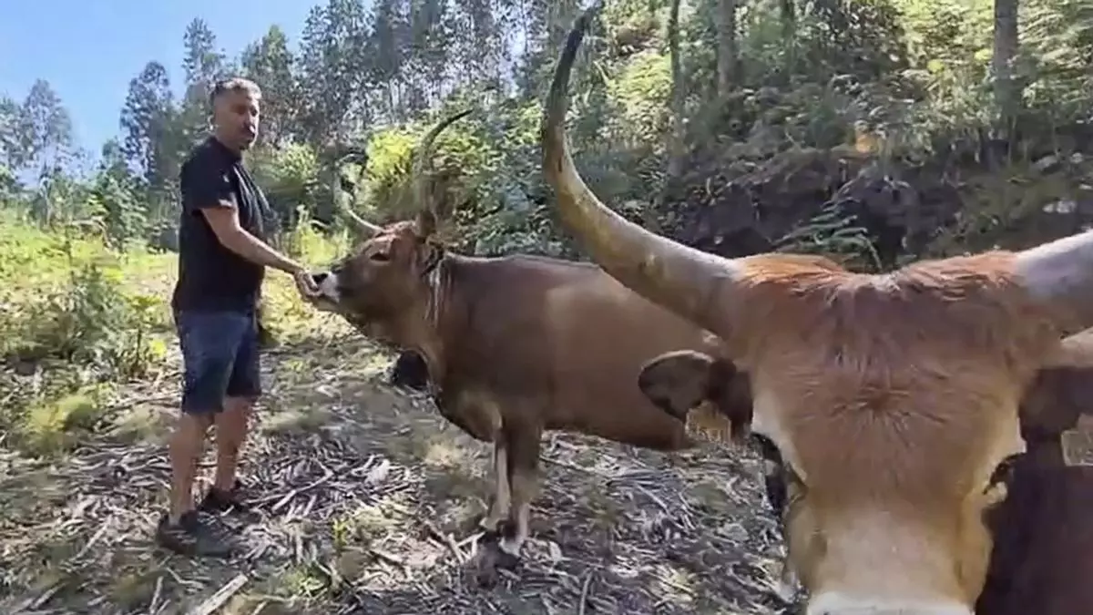 Vacas cachenas, GPS y comunidad para recuperar el monte de Lourizán