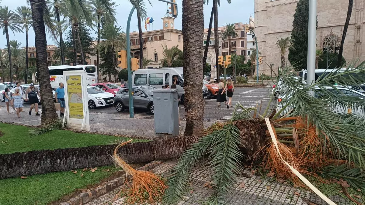 DANA en Mallorca | Los fuertes vientos afectan a Palma y al Ponent de Mallorca y causan la caída de árboles