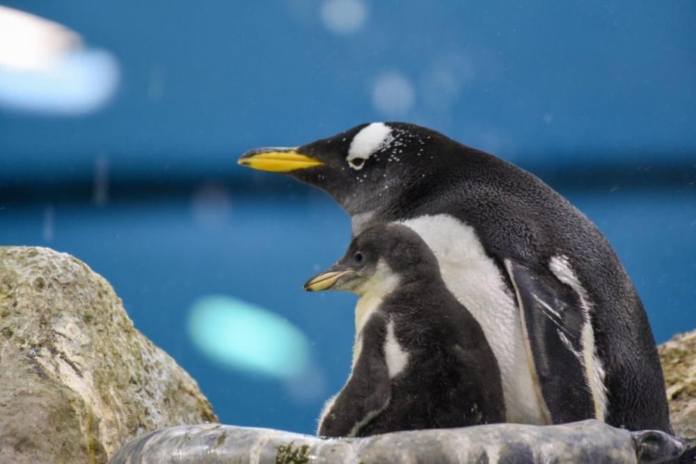 'Baby boom' de pingüinos en Loro Parque