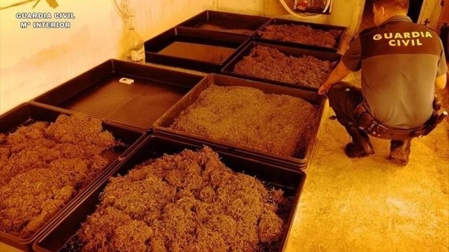 Okupan una granja abandonada para cultivar marihuana en Maella