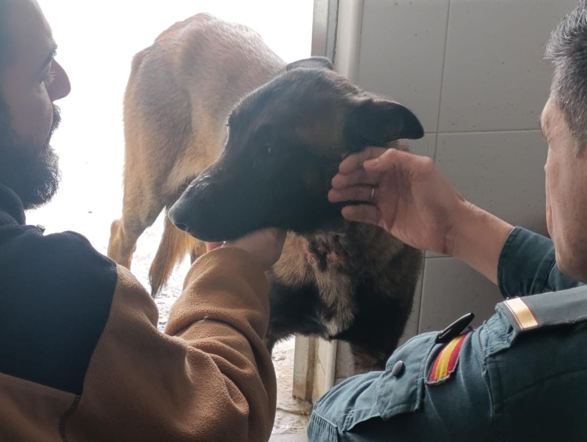 Imagen del perro cuya dueña está siendo investigada por maltrato animal.