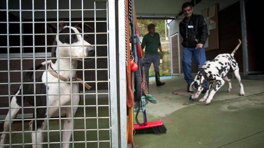 El abandono de animales desborda a las protectoras