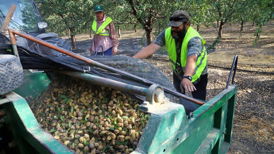 Comienza la recogida de la almendra en Córdoba marcada por la sequía y las altas temperaturas