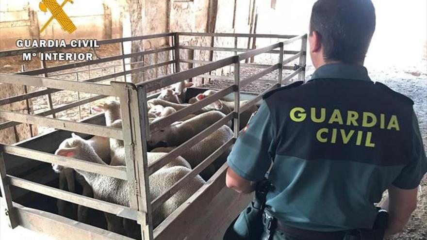 La Guardia Civil detiene a un ganadero por simular 4 robos y cobrar el seguro