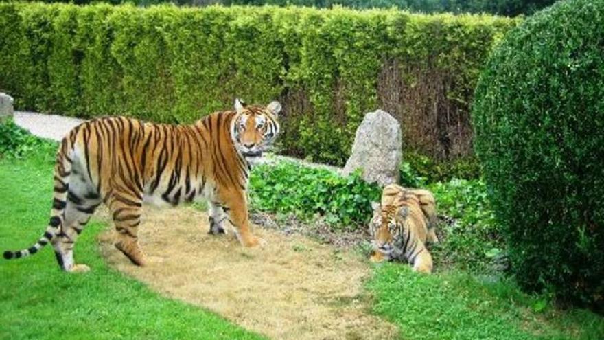 Un tigre en el zoo de Paderne, ubicado en San Xulián de Vigo.