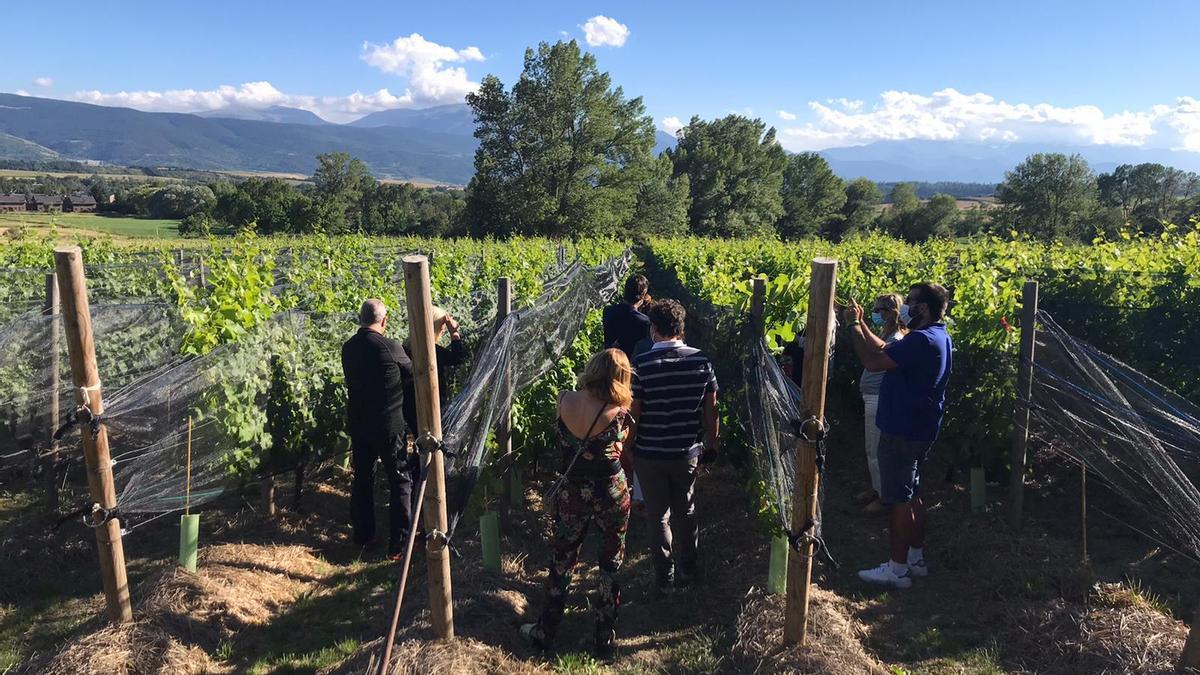 La vinya plantada pel celler Llivins a la Cerdanya en el marc de la recuperació del vi local