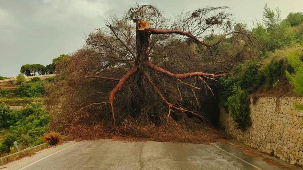 Imagen de un árbol caído que corta una carretera en Teulada
