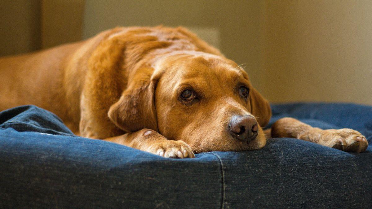 El truco del “sueldo mensual” para tu mascota que puede ayudarte a pagar imprevistos del veterinario
