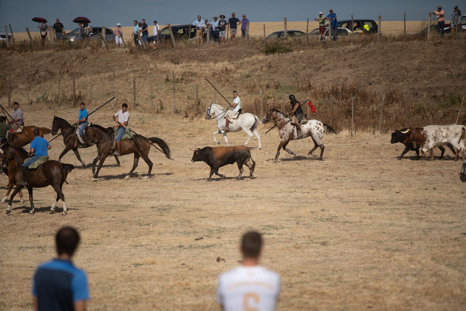 GALERÍA | Las mejores imágenes del encierro de campo en Fuentelapeña