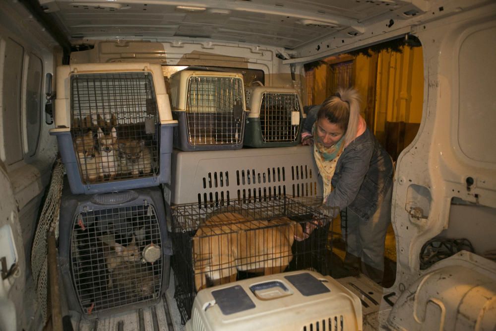 Perros rescatados en Alicante