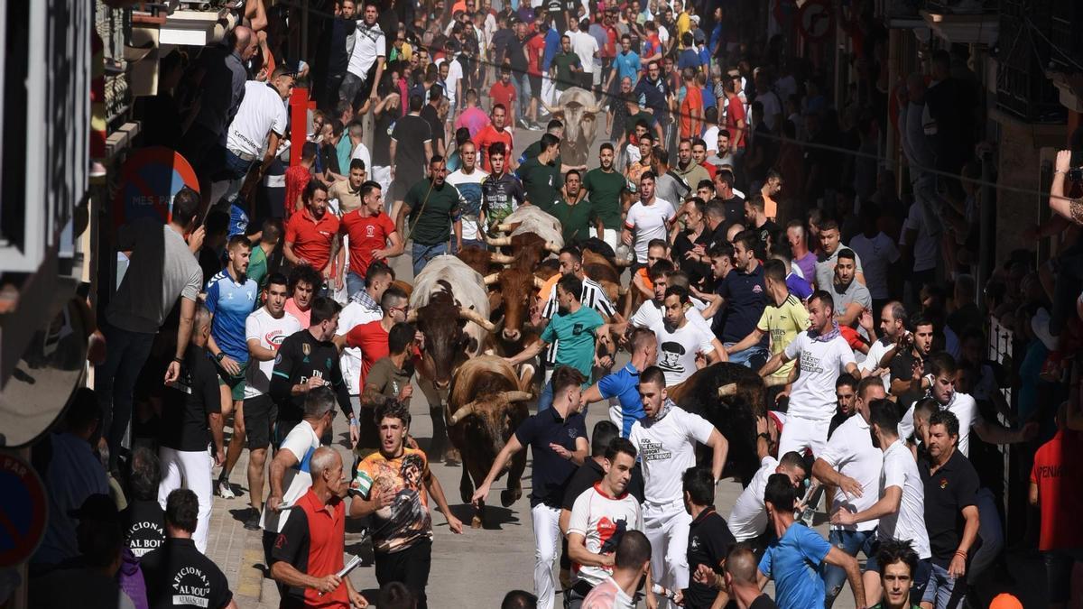 Imagen del multitudinario encierro de toros cerriles de las pasadas fiestas patronales de la Mare de Déu del Roser.