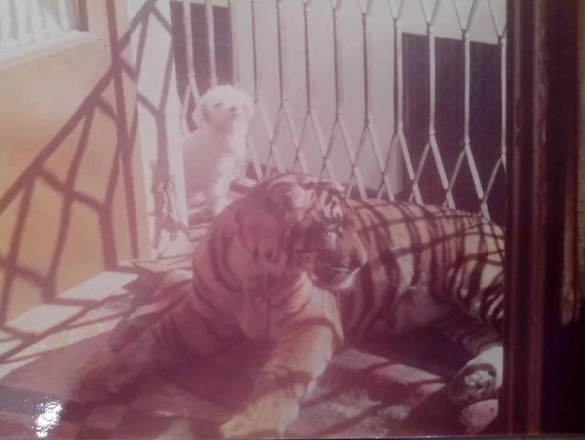 Esta es la casa de Sevilla en la que vivía un tigre