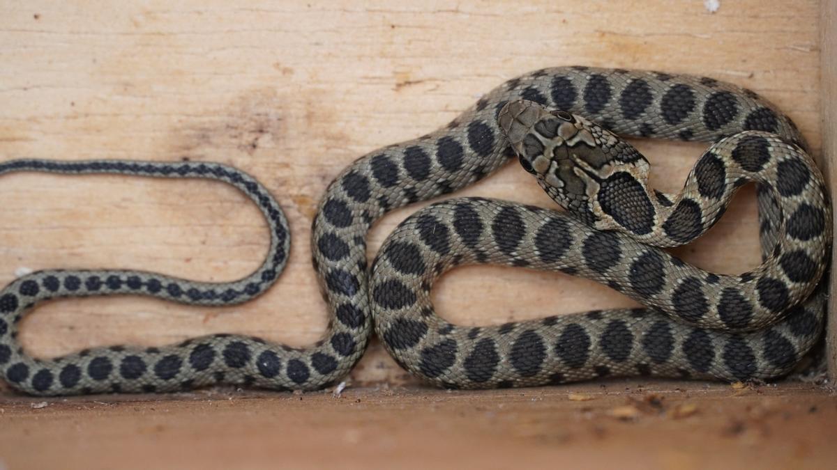 Una serpiente capturada en Mallorca