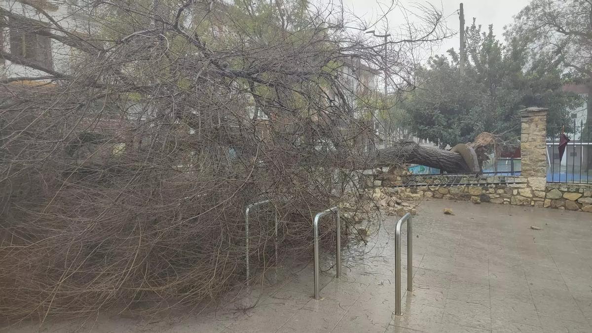 El árbol que cayó ayer sobre un aparcamiento para bicicletas.