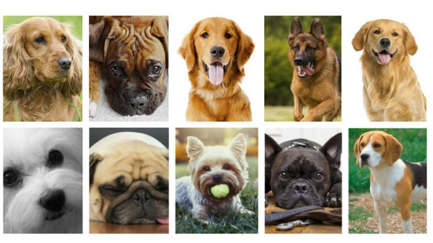 Les 10 millors races de gos per conviure amb nens