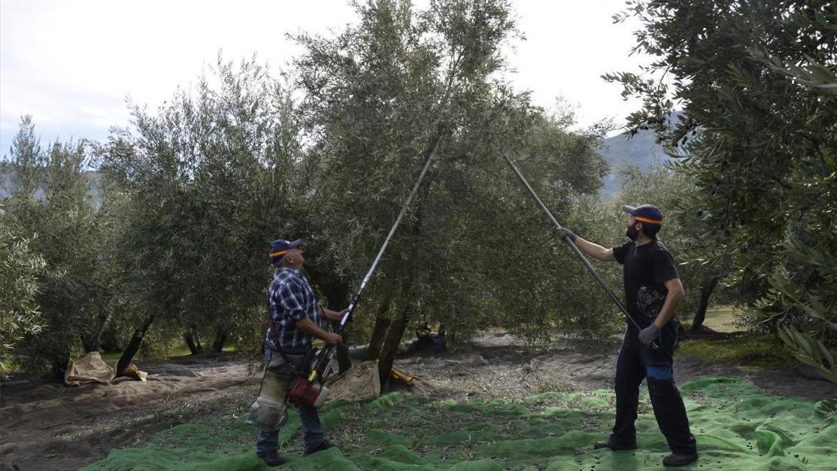 Córdoba alcanza su récord de aceite al producir 362.676 toneladas en la actual campaña