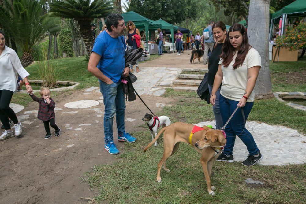 Feria de la adopción de mascotas en Elche