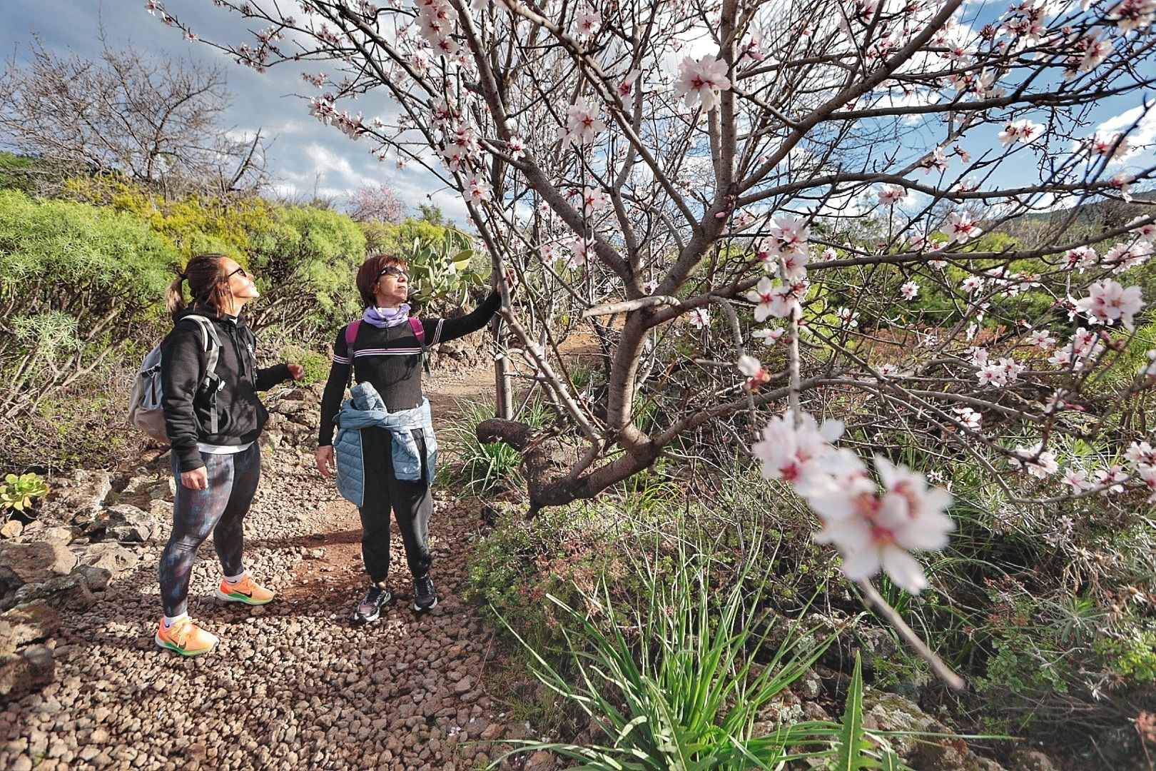 Rutas para disfrutar del almendro en flor organizadas por el Ayuntamiento de Santiago del Teide.