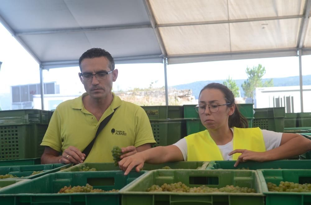 Las grandes bodegas tiran del carro en la vendimia Rías Baixas.