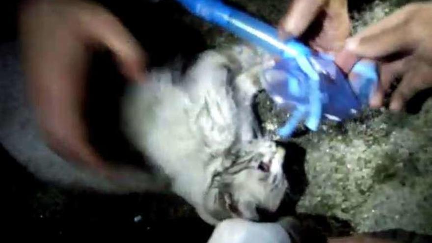 Fotograma del vídeo sobre la reanimación del gato de Bamio. // N.P.