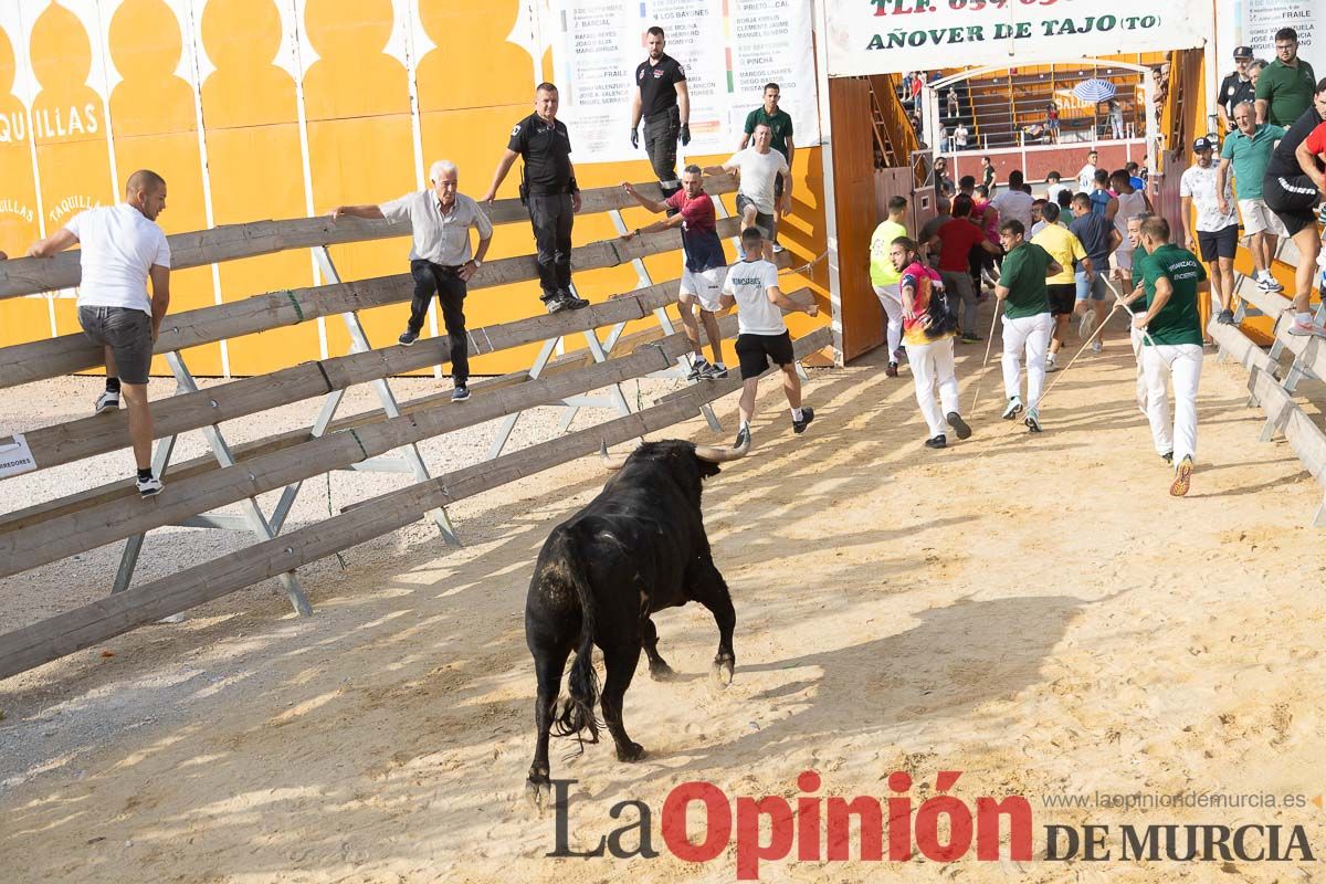 Quinto encierro de la Feria Taurina del Arroz en Calasparra