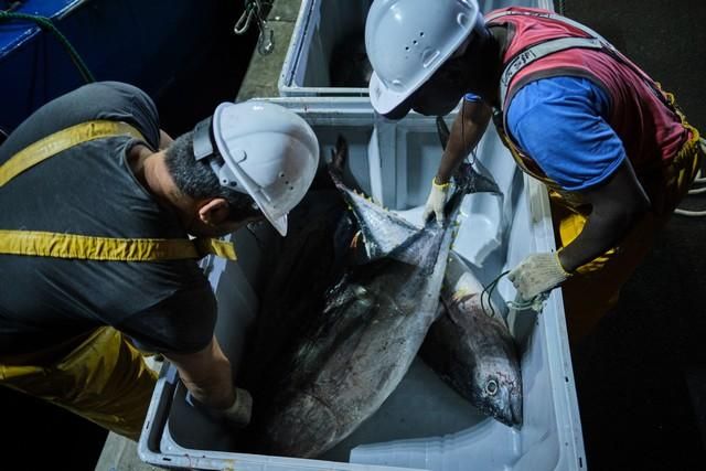 Descarga de atún en el puerto de Santa Cruz