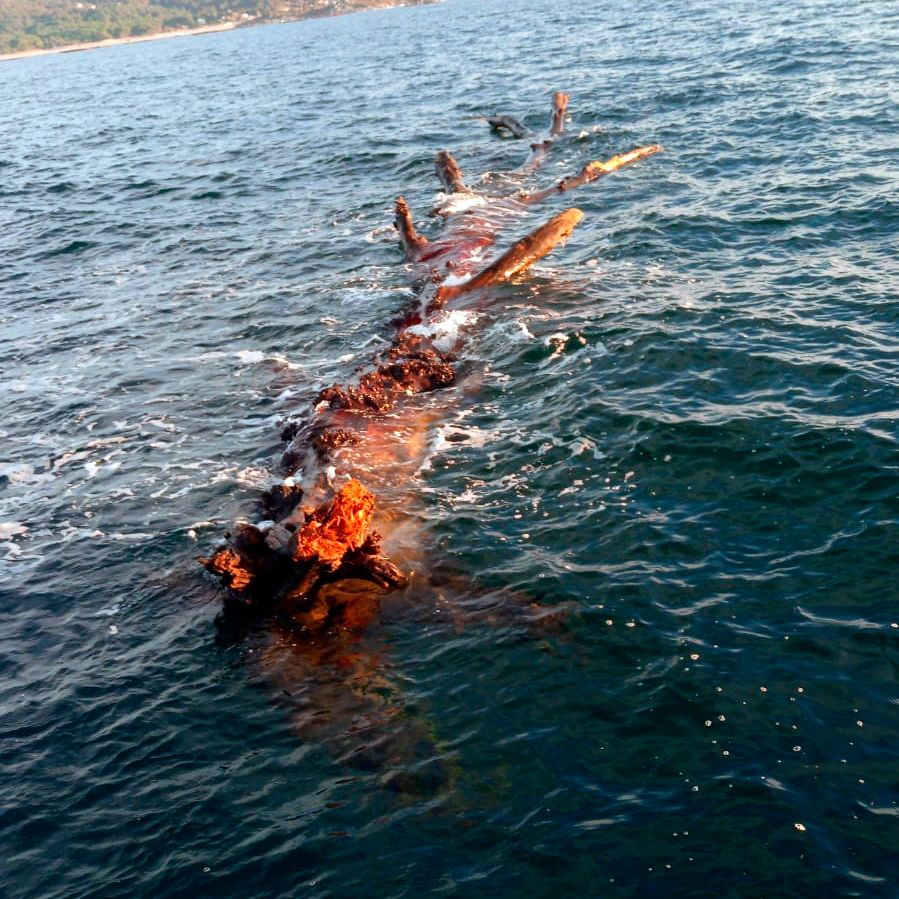 El tronco ha sido trasladado al puerto de Vigo