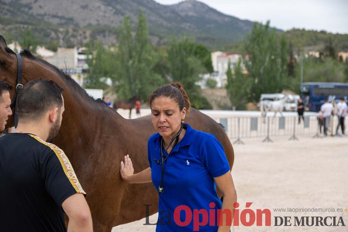 Control veterinario de los Caballos del Vino en Caravaca