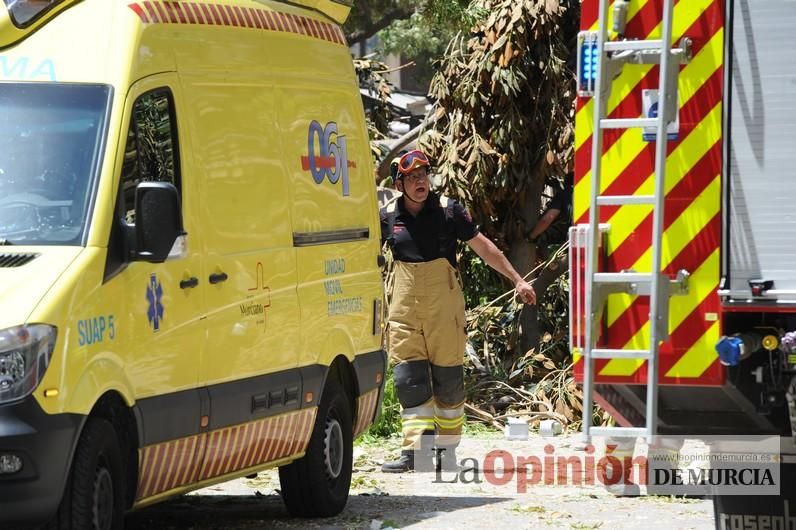 Cae parte del ficus de Santo Domingo en Murcia