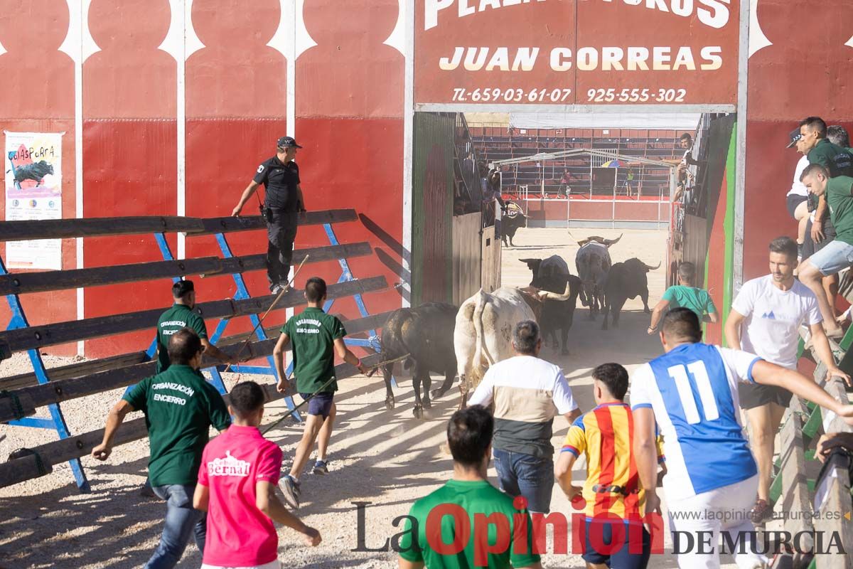 Cuarto encierro Feria del Arroz de Calasparra