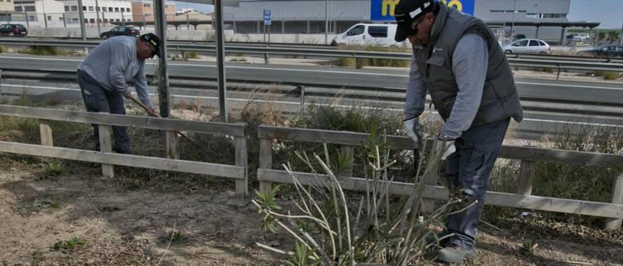 Brotes verdes en la Rápita