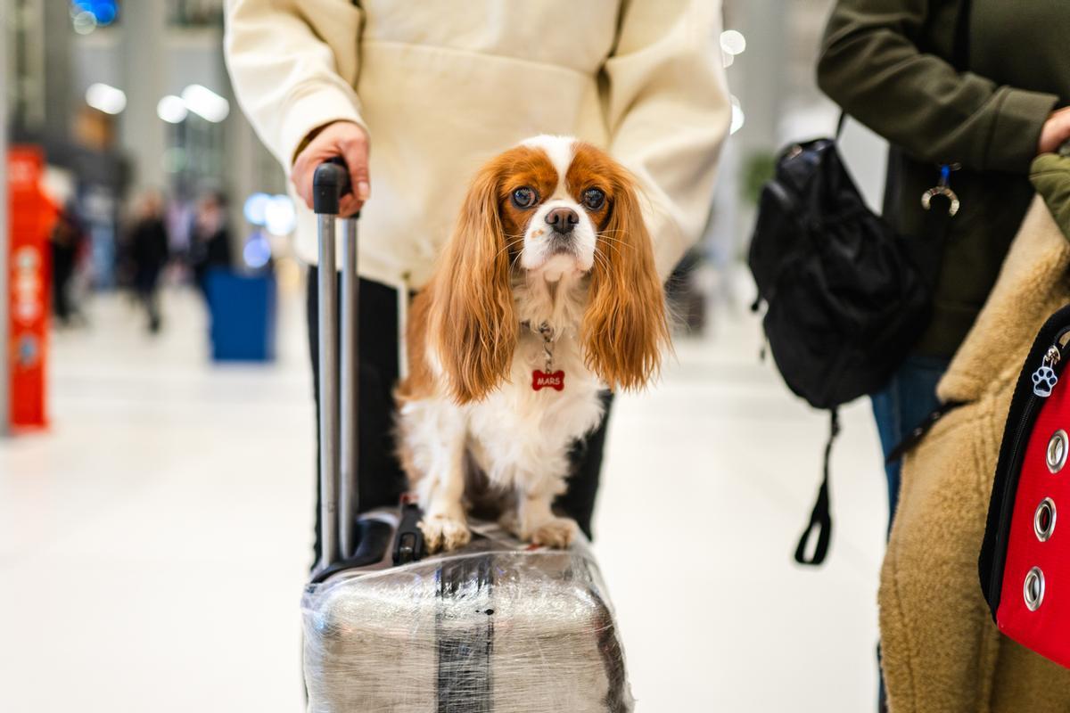 El viaje también debería ser un placer para los animales.