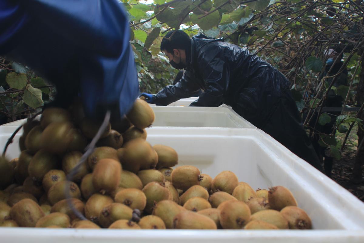 Cosecha de kiwis en una finca de La Isla, en Asturias.