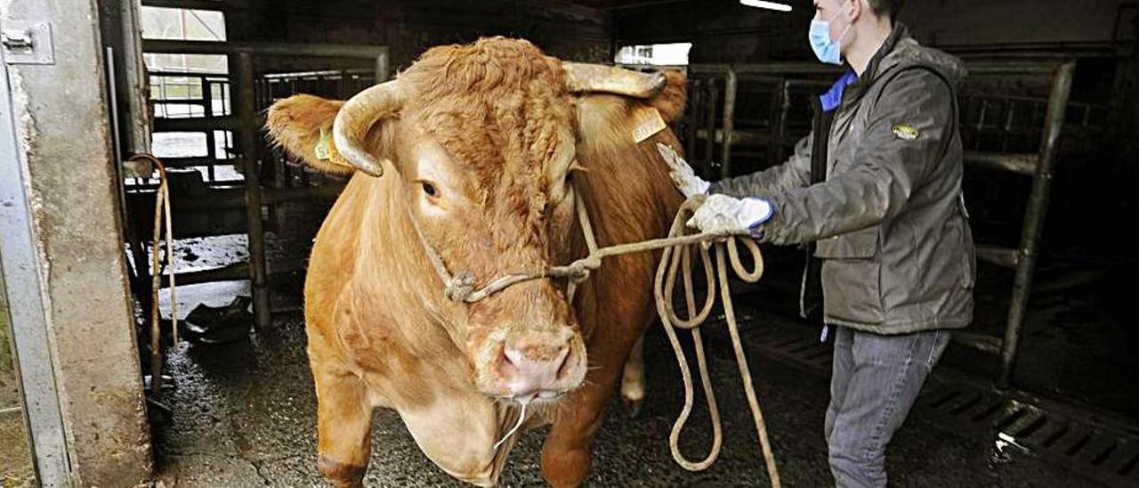 Llegada de “Rubia” al matadero de A Bandeira, ayer por la mañana, para proceder a su sacrificio.  | // BERNABÉ/JAVIER LALÍN