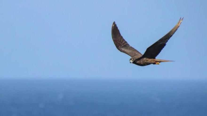 Descubren cómo las aves terrestres cruzan el océano abierto