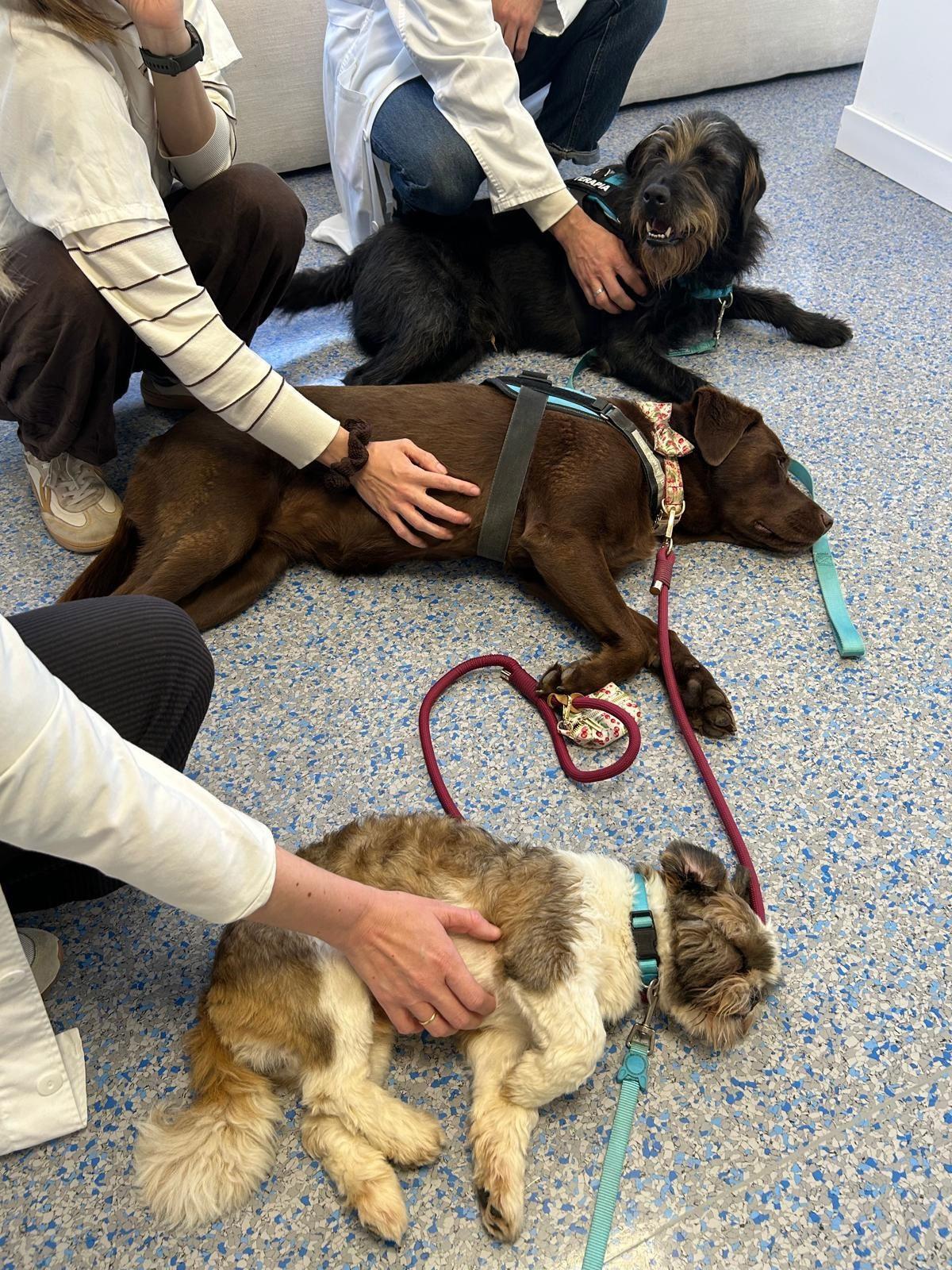 Los perros de apoyo terapéutico del Chuac.