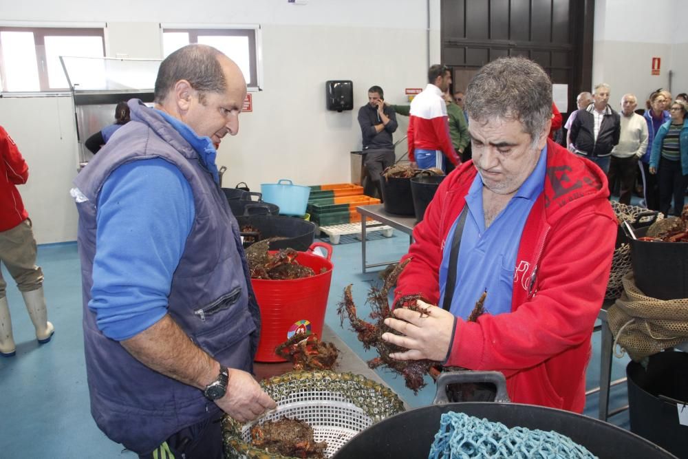 Apertura de la veda de la centolla en O Morrazo