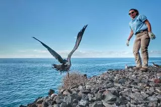Suelta de pardelas en Tenerife