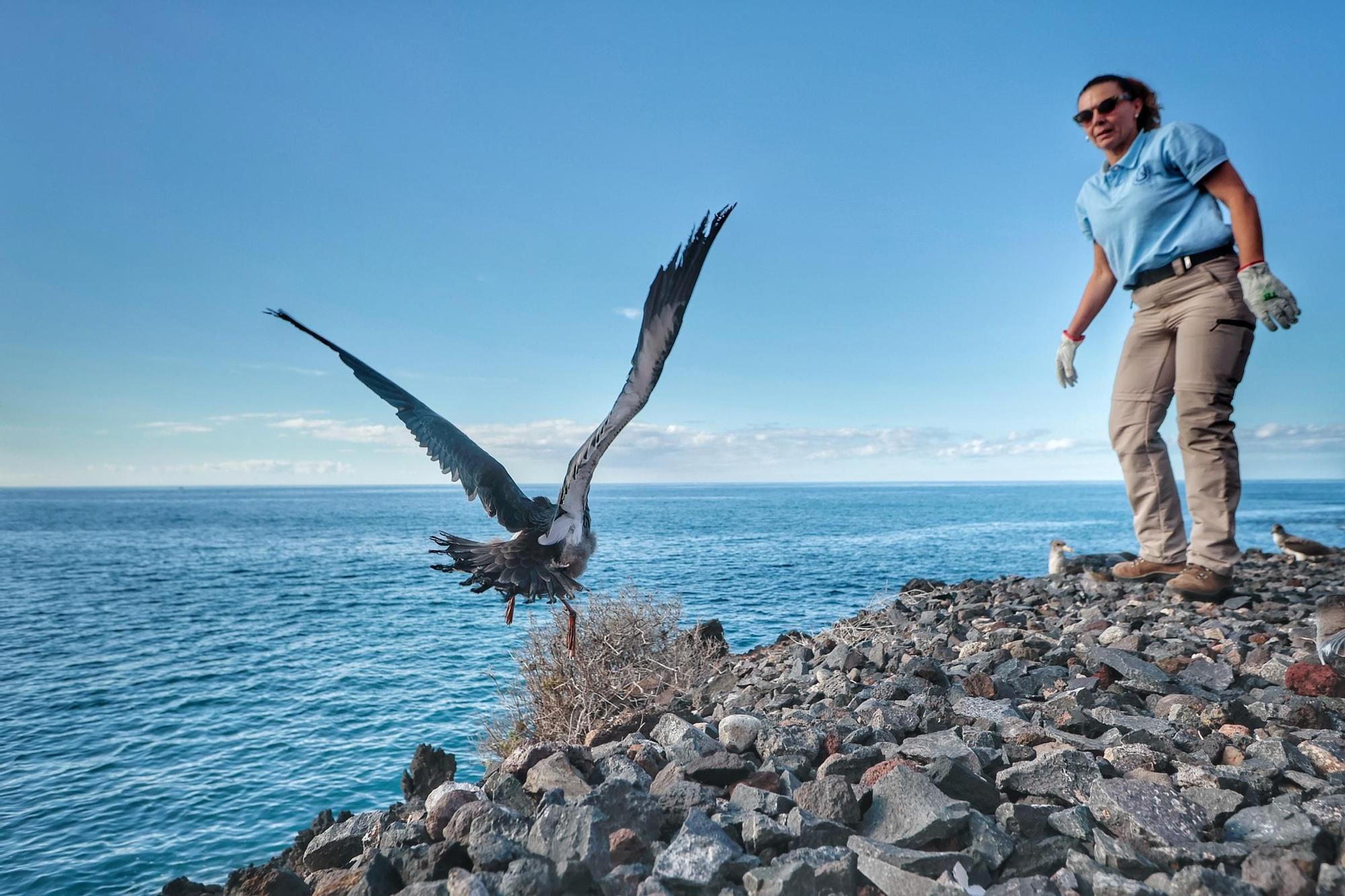 Suelta de pardelas en Tenerife