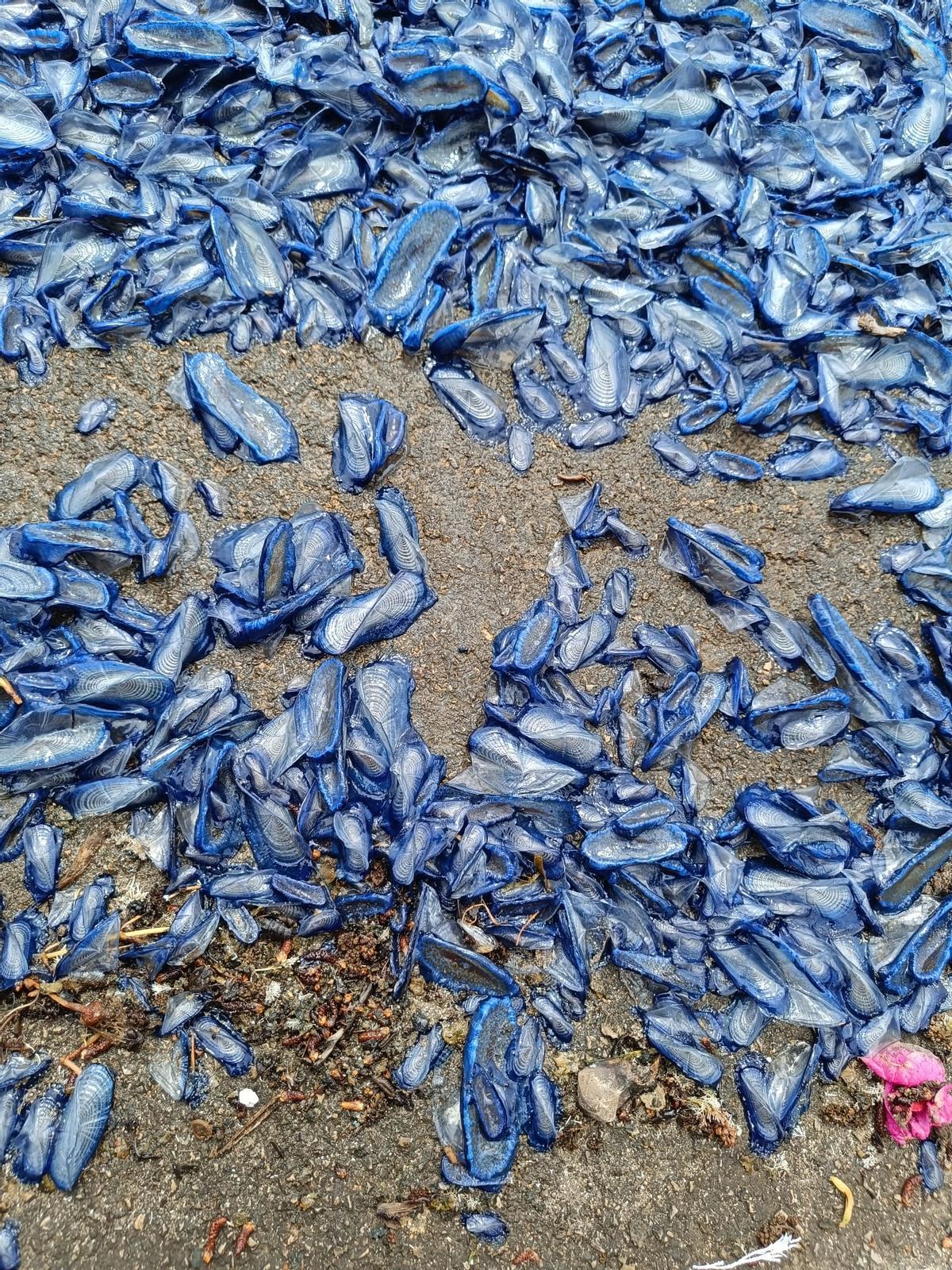 Medusas azules en Portopetro.
