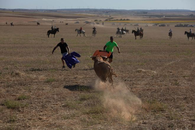 GALERIA | Encierro campero en Manganeses de la Lampreana