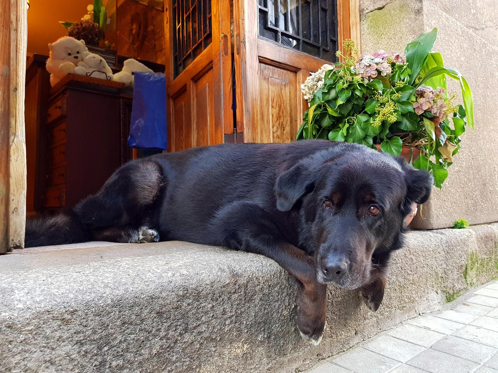 El histórico bar vigués Casa Roucos cerrará por la urbanización de Barrio do Cura