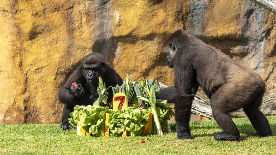 La gorila Virunga de BIOPARC Valencia celebra su 7º cumpleaños