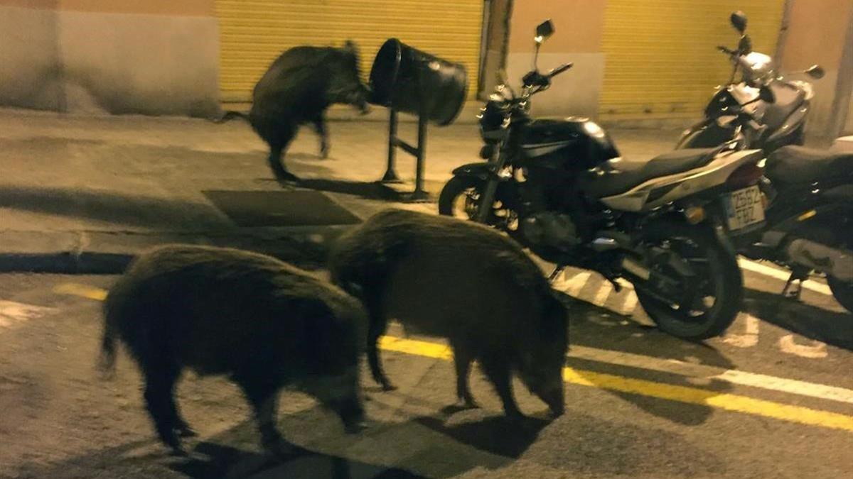 Tres jabalíes buscan comida en la calle Amèrica, en el barrio de El Guinardó.